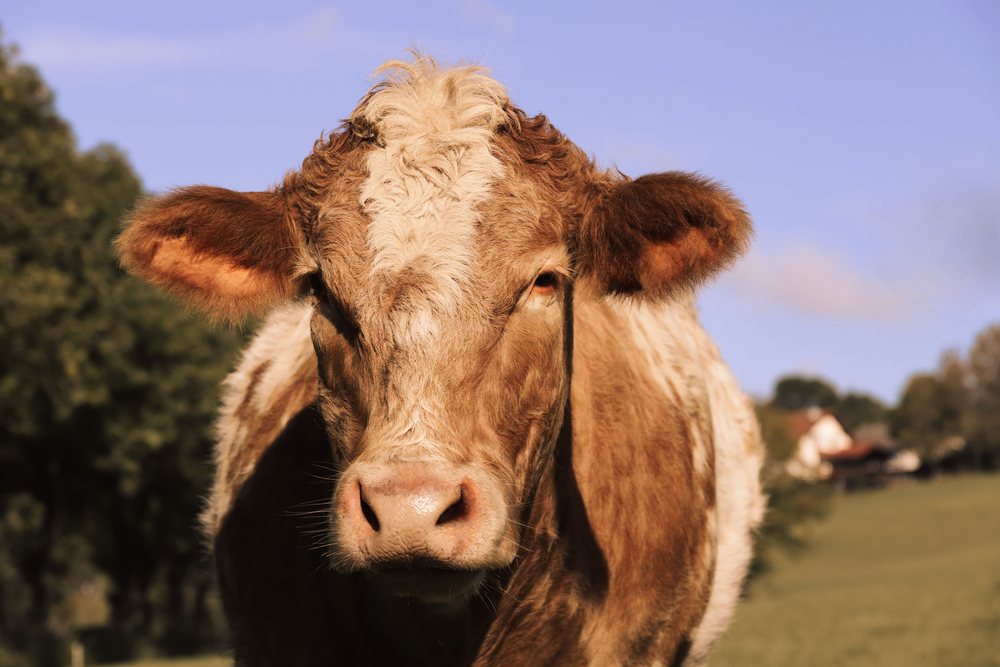 A cow