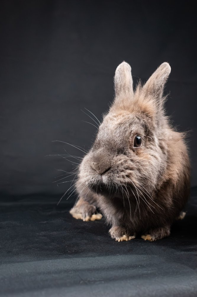 A rabbit