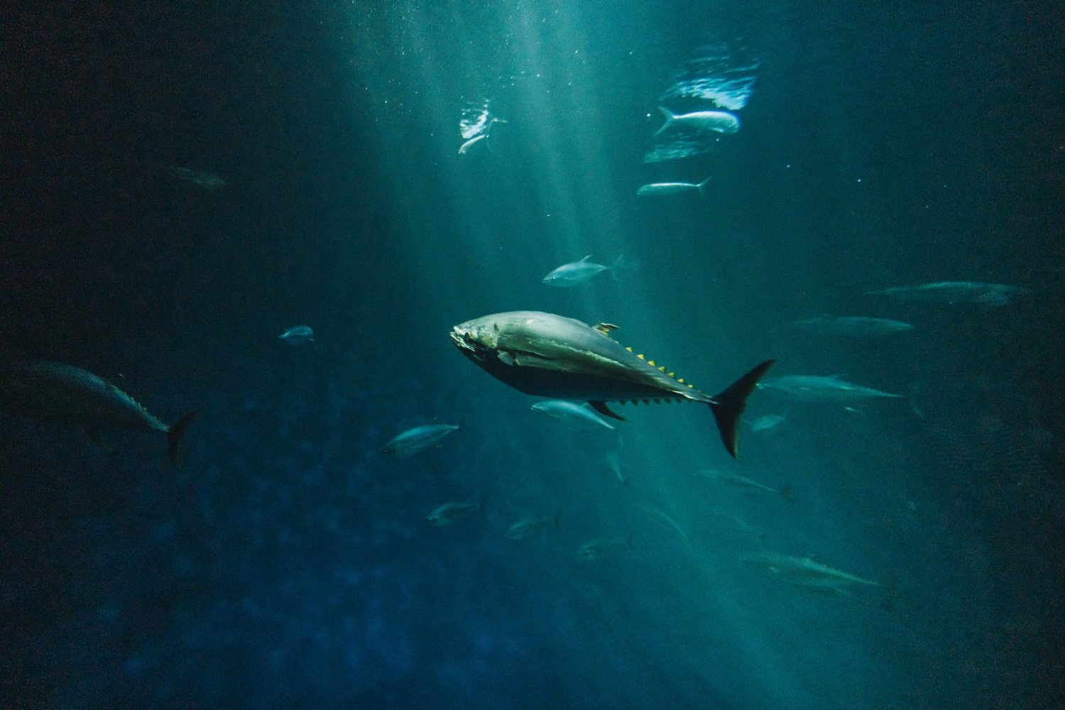 A bluefin tuna