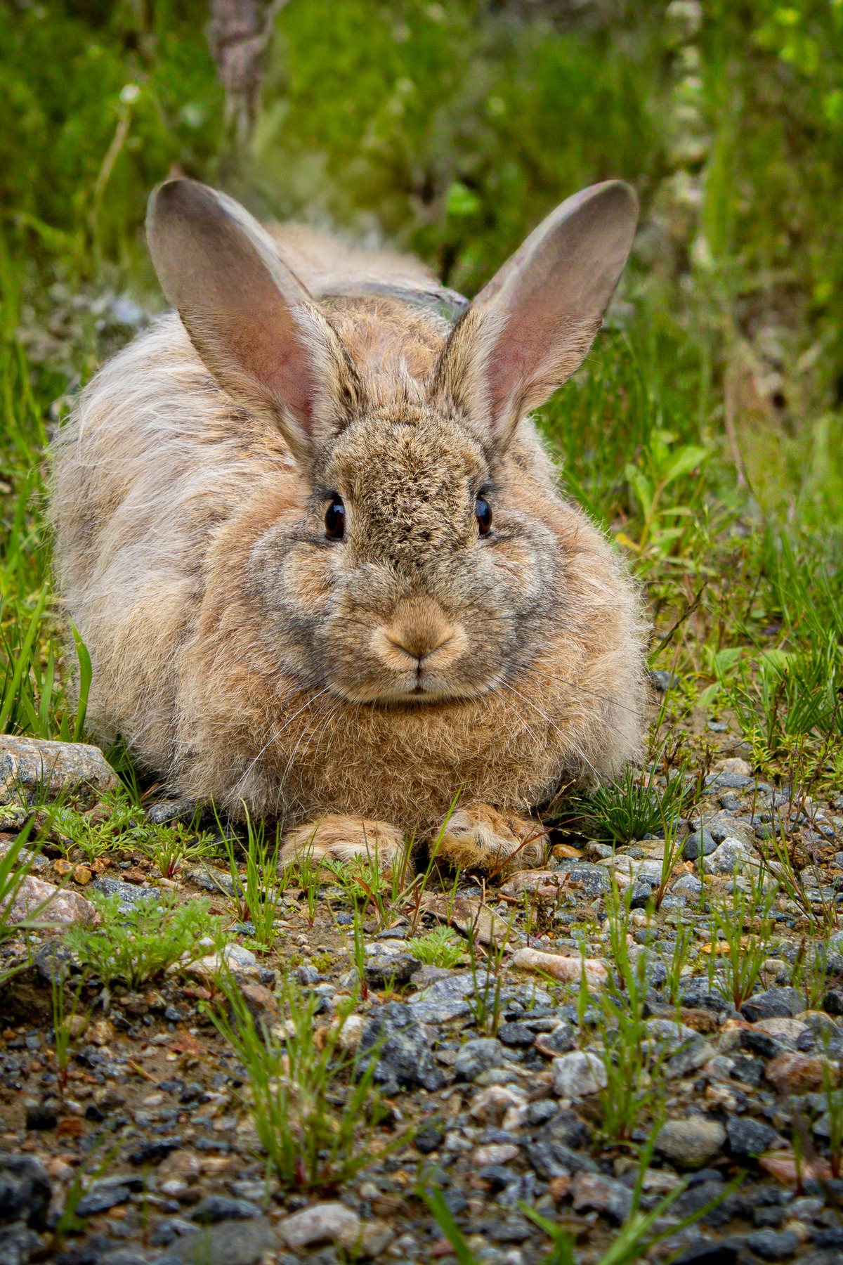 A wild rabbit sitting in grass
