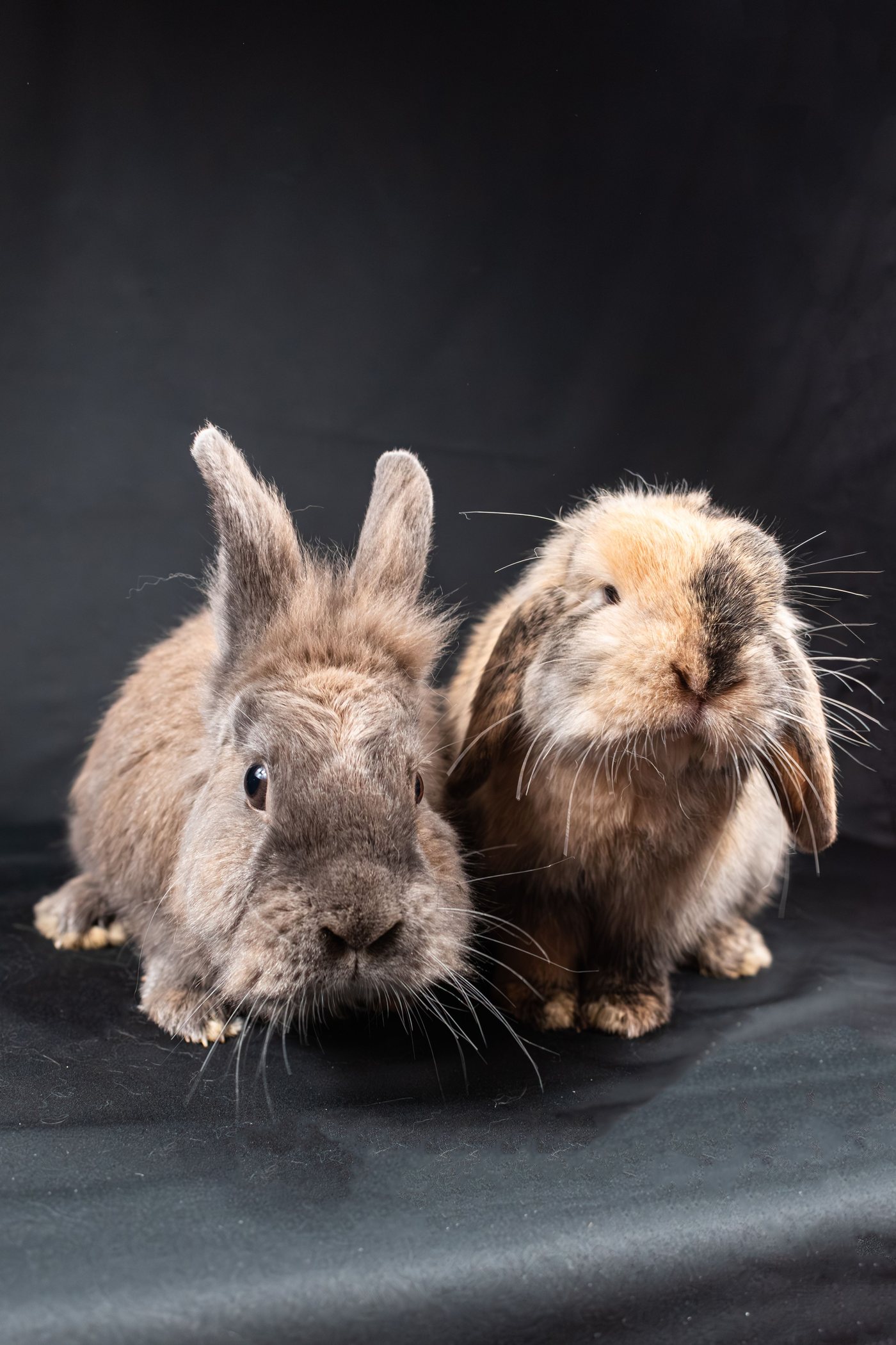 Two rabbits side by side against a dark background